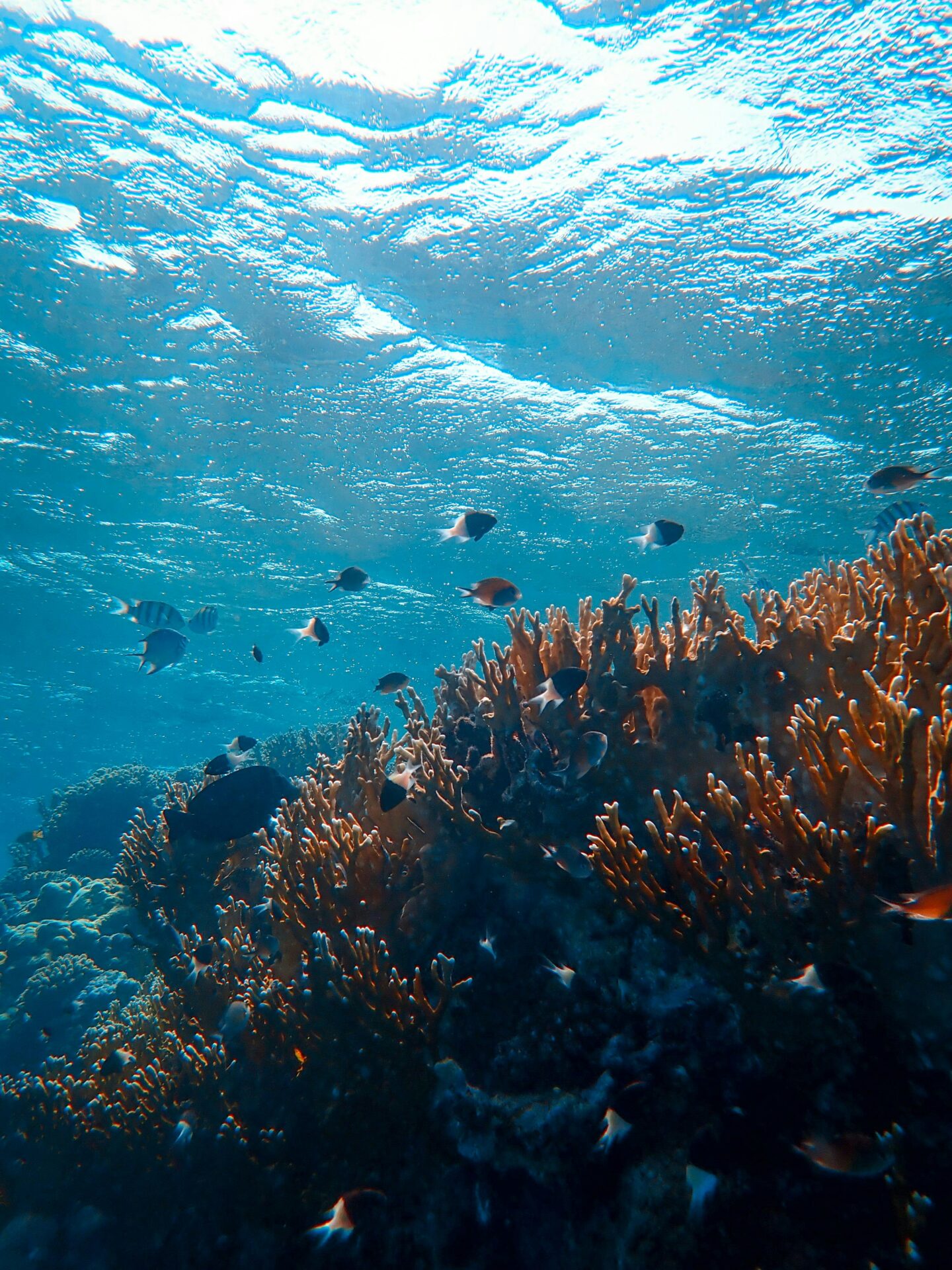 The Climate-Driven Impacts on Reef Health in Australia