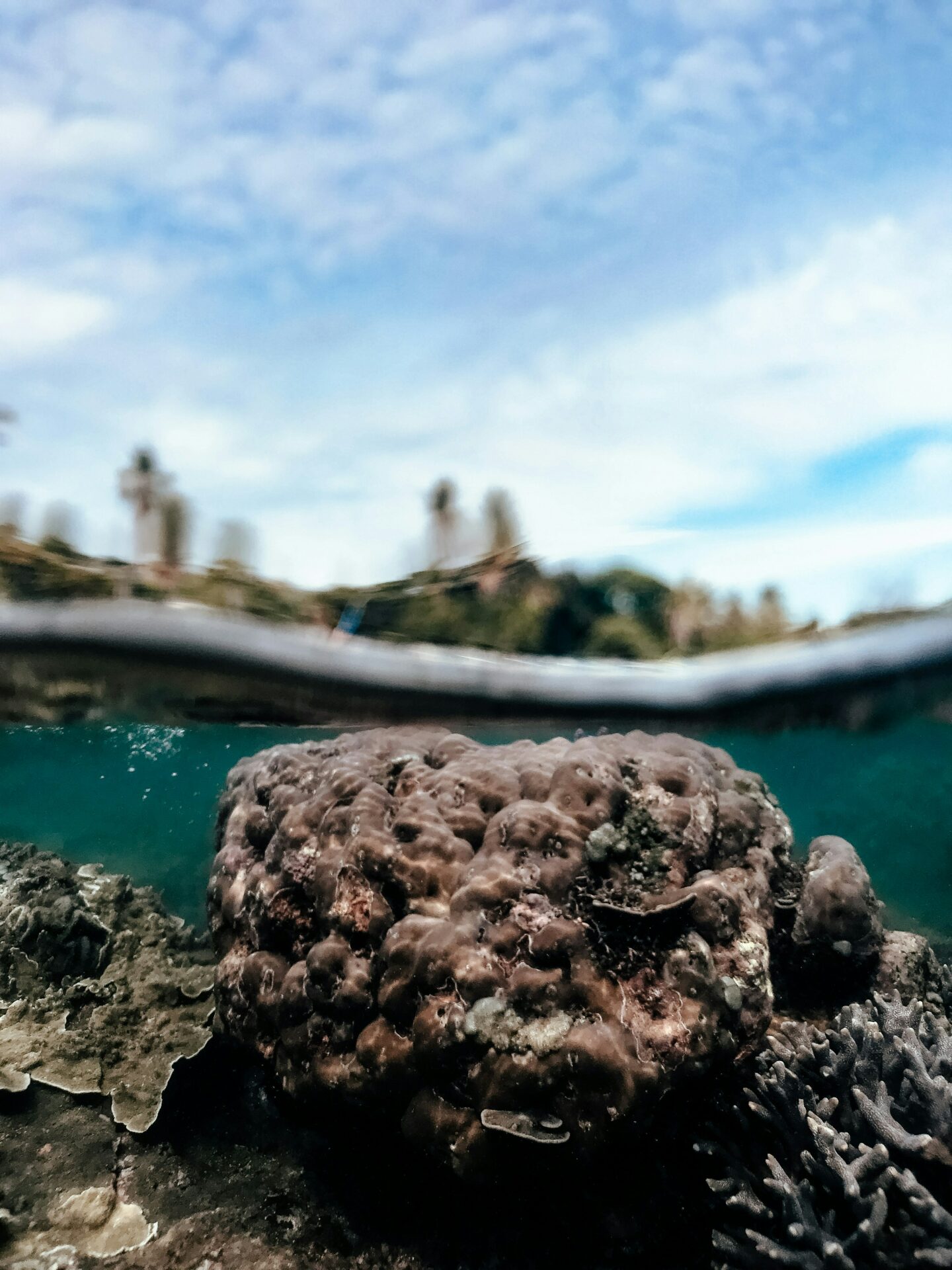 Coral close to surface of water near coastline
