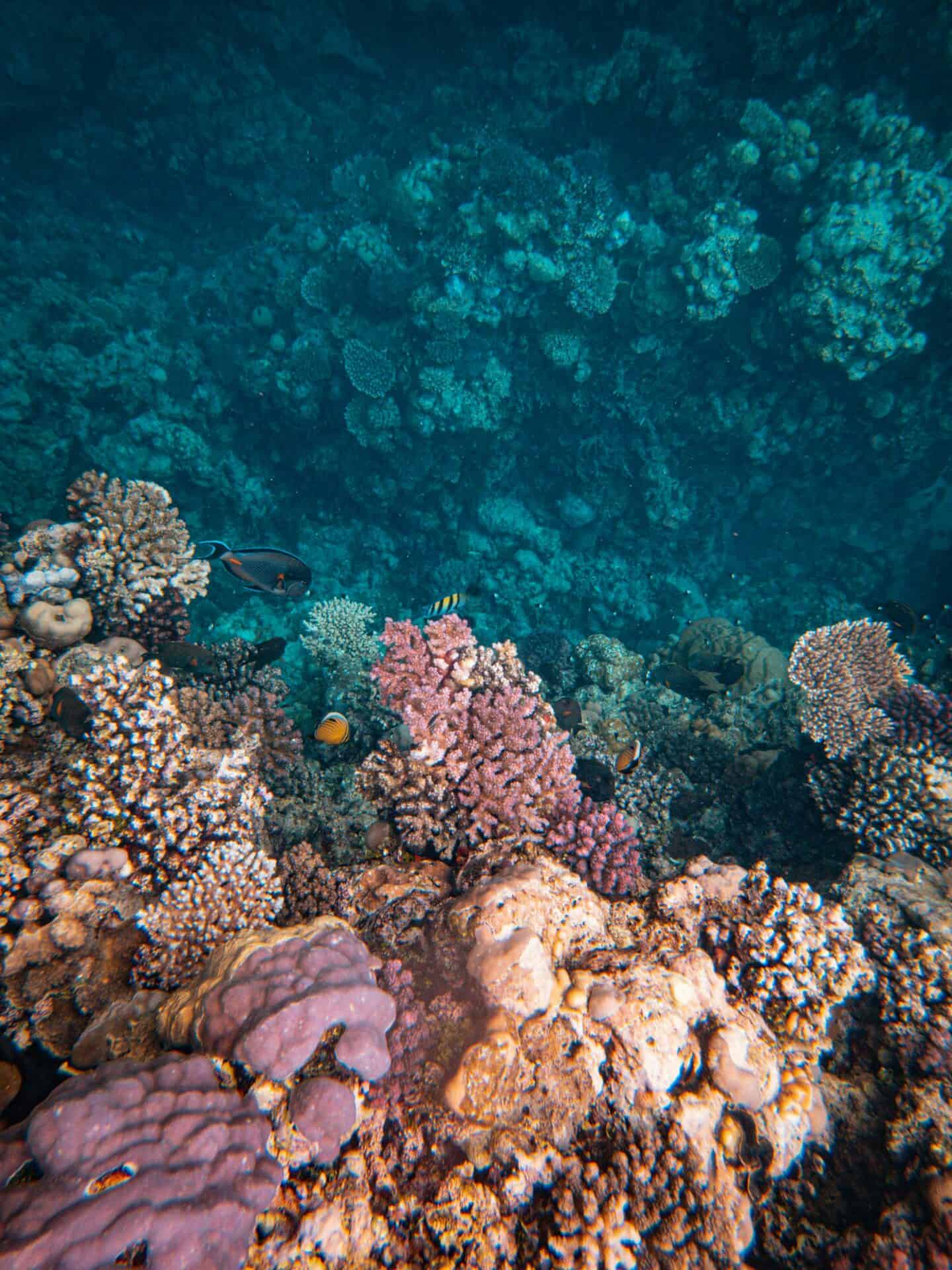 Coral reef habitats