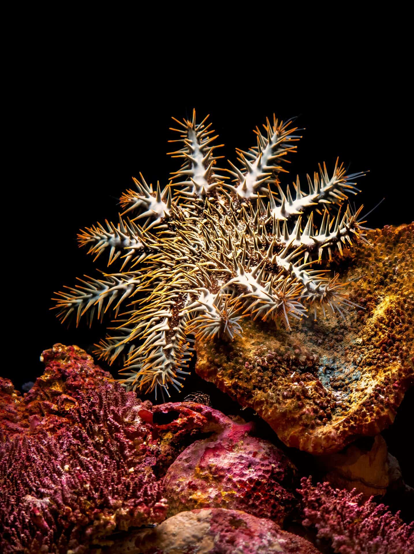 The Crown-of-thorn Starfish on the reef