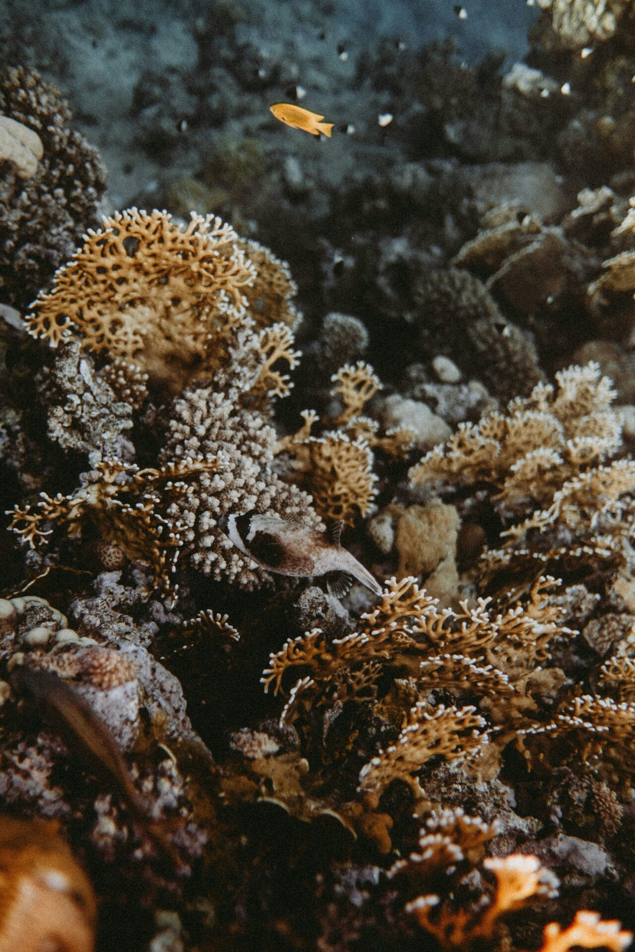 The reef is dying from damage caused by poor water quality
