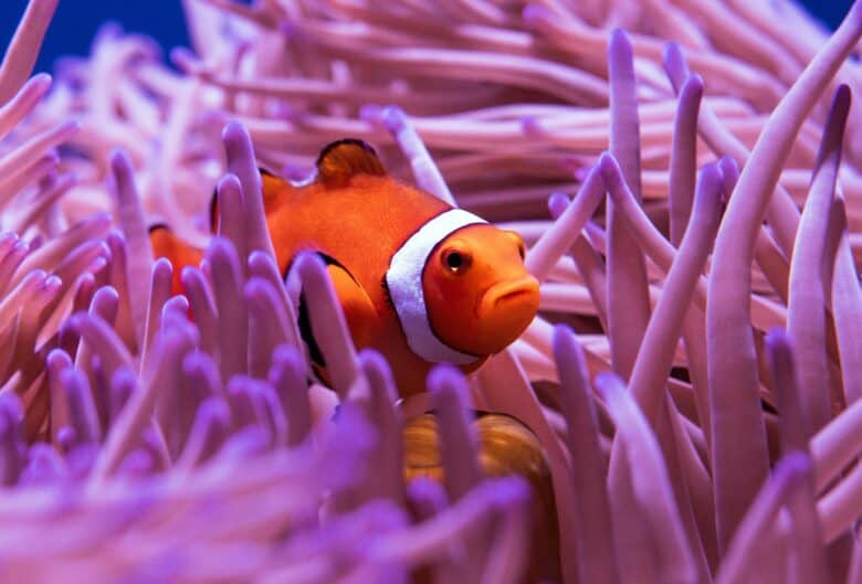 An orange fish swimming amongst the pink anemone