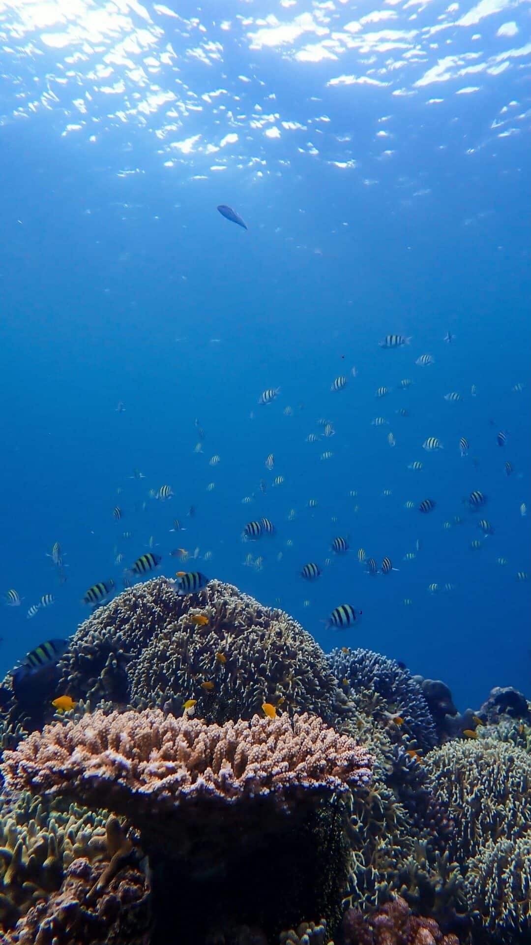 Several schools of fish swimming around the reef