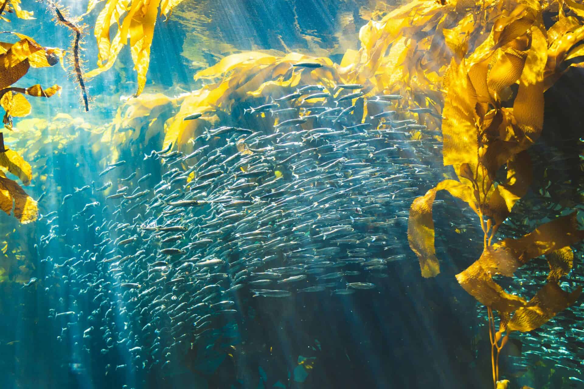 Fish swimming near a reef