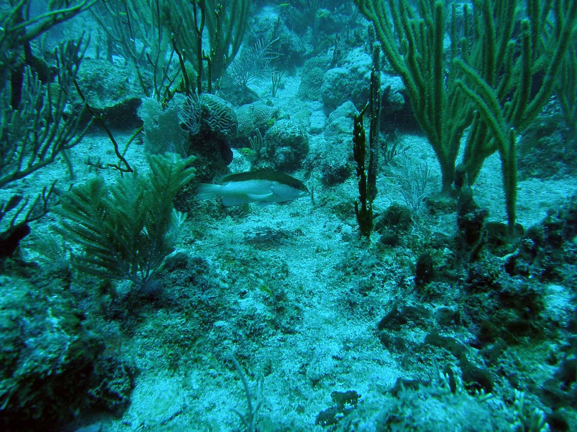 The shoal during recovery