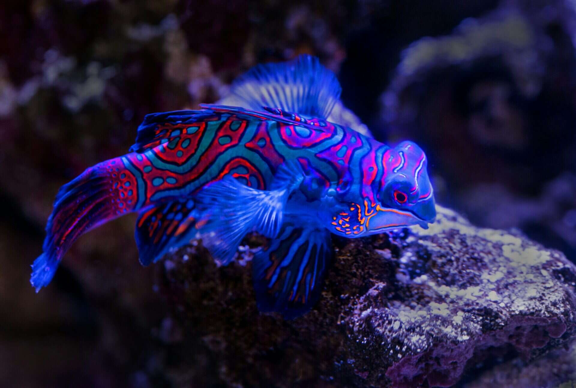 A red and blue fish swimming in the reef