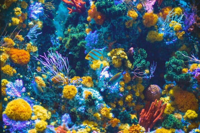 Variety of colours and creatures on the reef