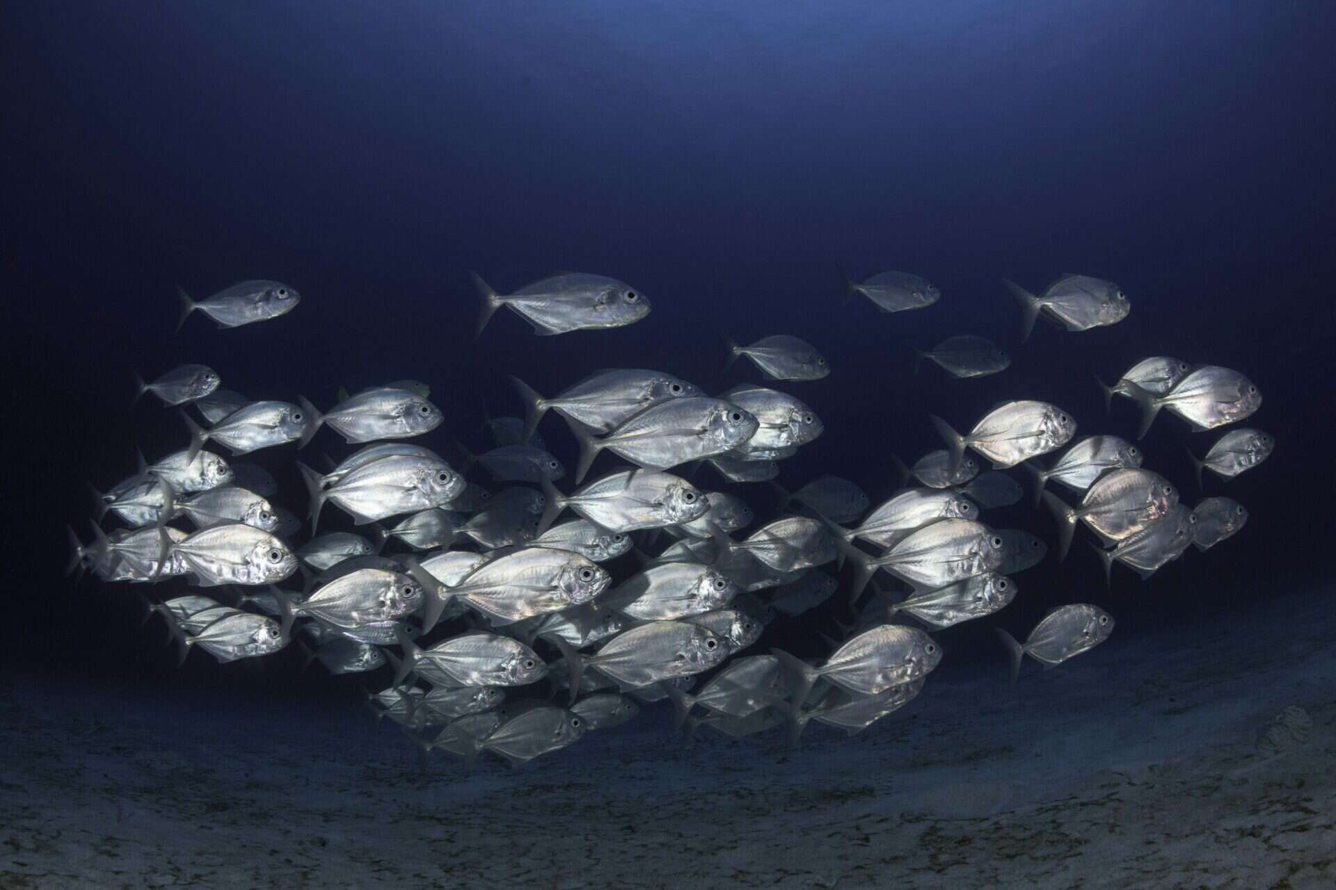 A school of fish swimming together