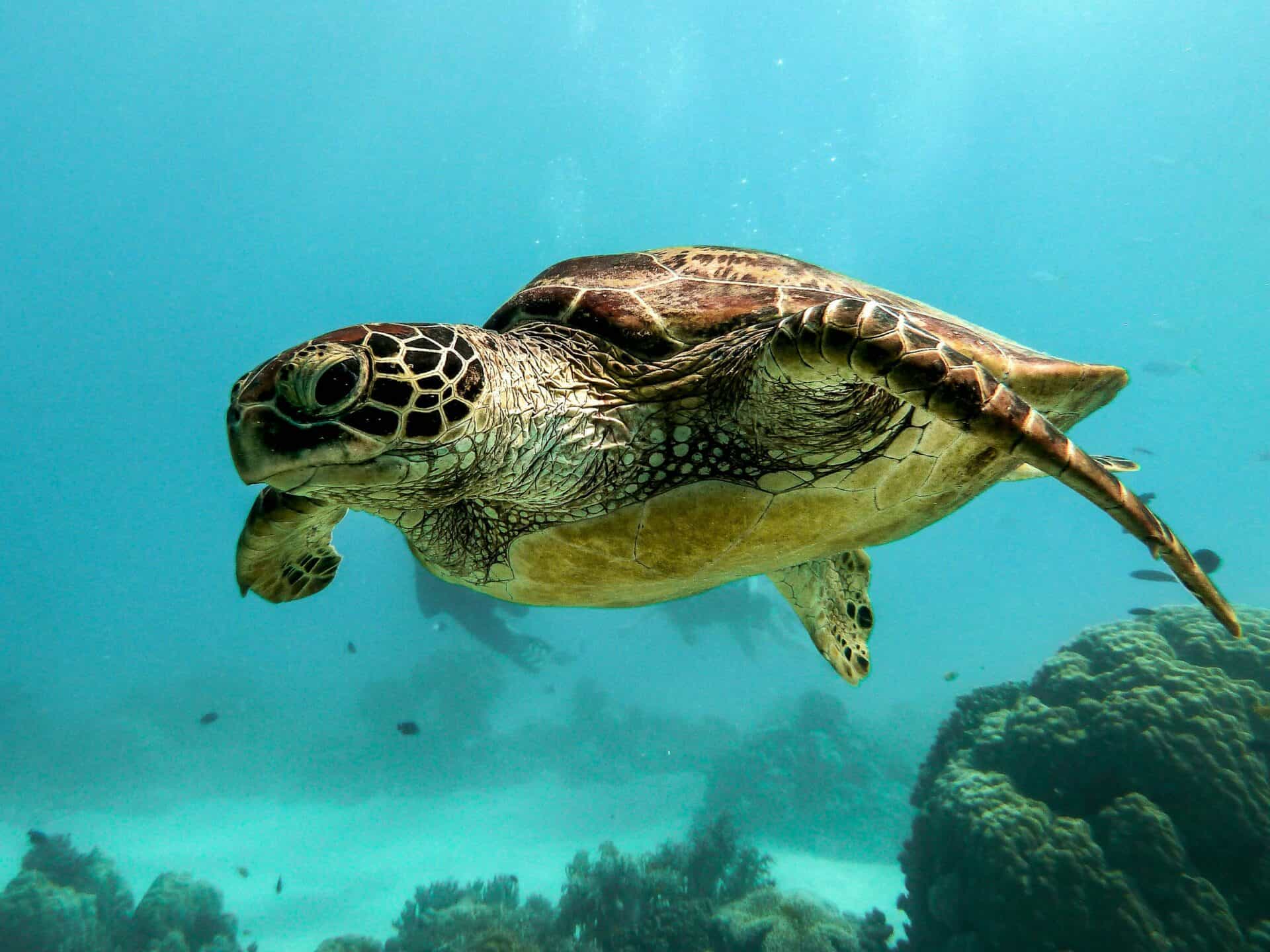 A Turtle swimming near the reef