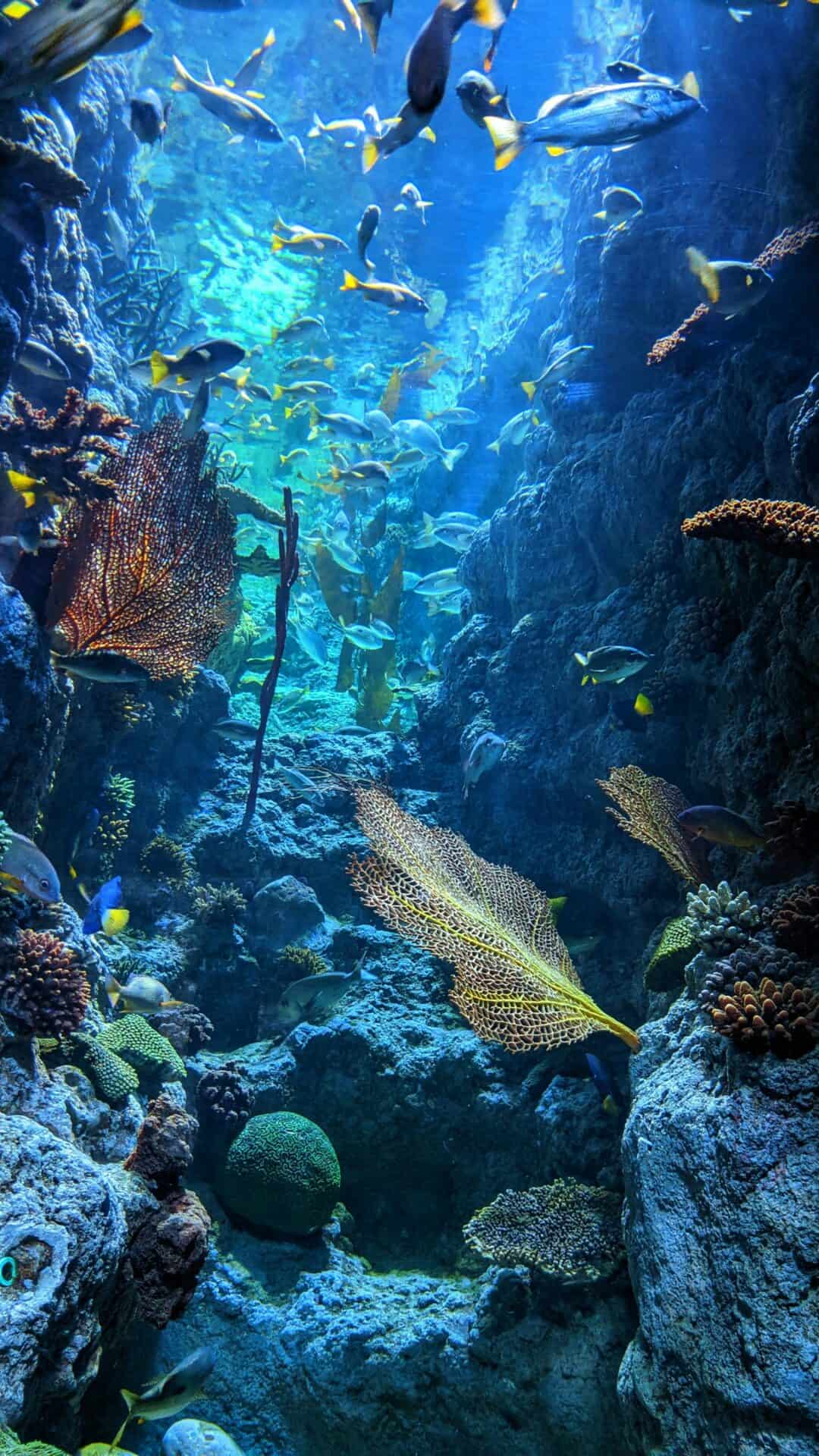 An underwater canyon teaming with ocean life and reef features
