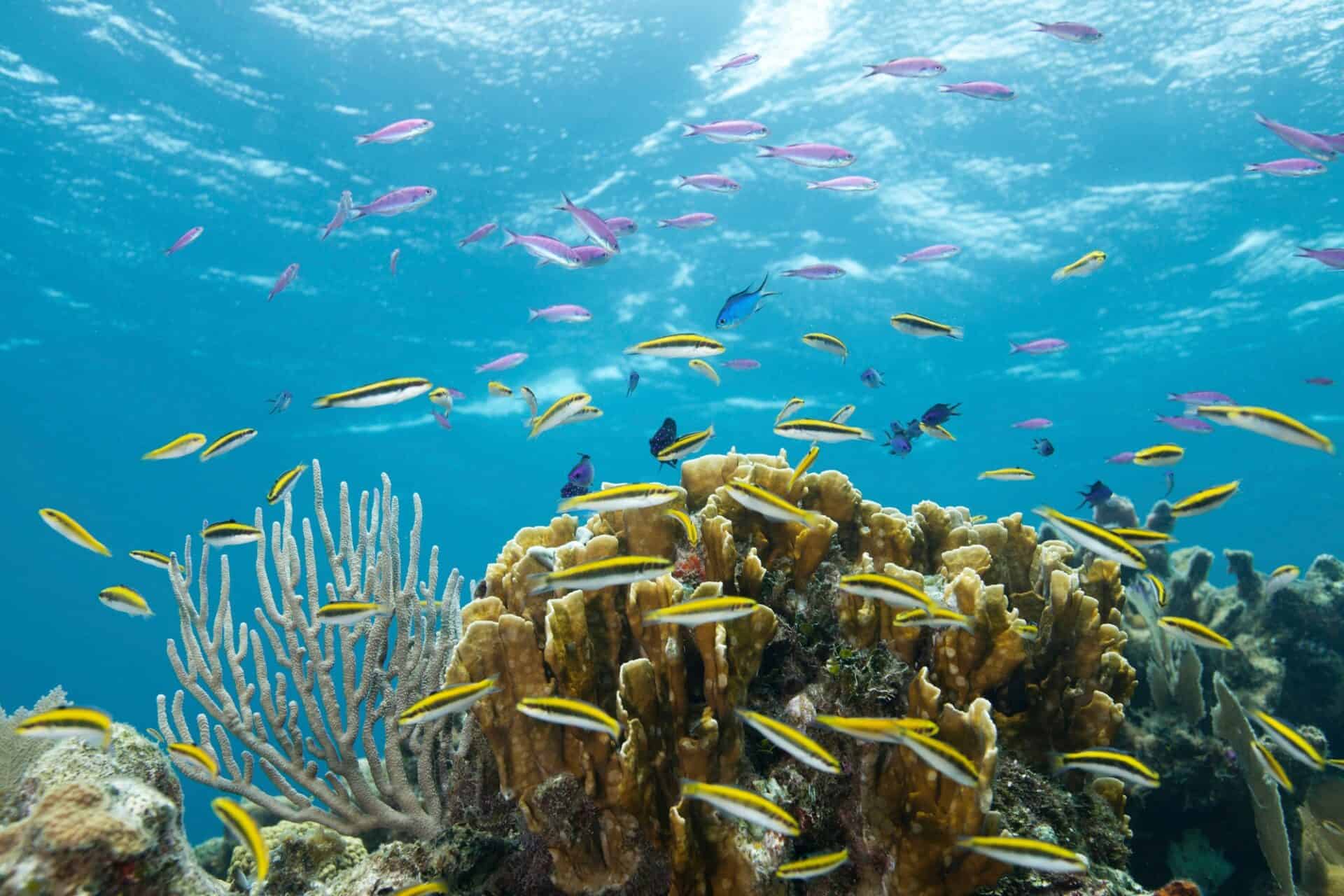 Colorful fish at tropical coral reef, underwater picture