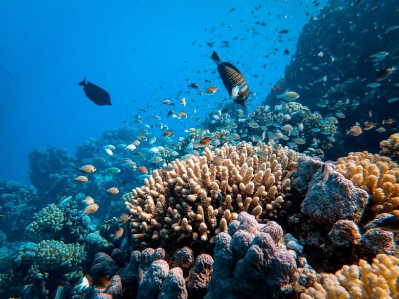 Reef featuring fish and coral underwater